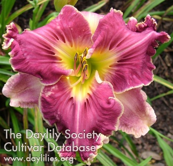 Daylily Westside